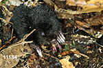 Condylura cristata, Star-nosed Mole